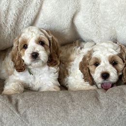 Cockapoo Puppies from 10-Acre Woods Cockapoos