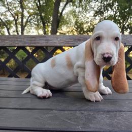 Beatrice - Lemon and white female Basset Hound puppy in Denison, Texas from Emma Lou's Baby Bassets