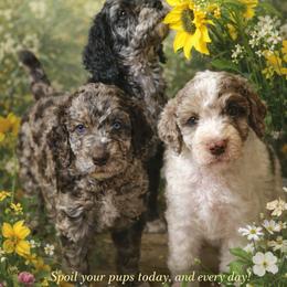 Goldendoodle Puppies from Serenity Goldendoodles