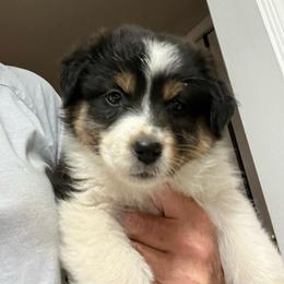 Carolina - Black tri-color female Australian Shepherd puppy in Orangevale, California from Winchester Aussies