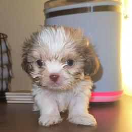Rex - Liver and white male Shih Tzu puppy in Huber Heights, Ohio from Little Healthy Purebred Pups