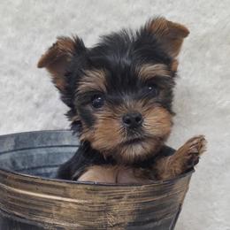Binx - Black and tan male Yorkshire Terrier puppy in Monticello, Iowa from Ashley’s Puppies