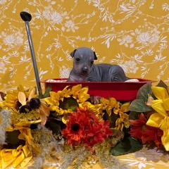 Fade - Blue and tan male American Hairless Terrier puppy in Westland, Michigan from Lazuli Great Danes & Bare Necessities American Hairless Terriers