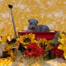 Fade - Blue and tan male American Hairless Terrier puppy in Westland, Michigan from Lazuli Great Danes & Bare Necessities American Hairless Terriers