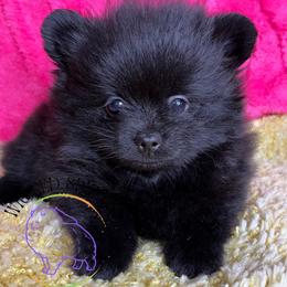 HOLD AKC PEPSI - Black male Pomeranian puppy in Watkins Glen, New York from Wicked Spirits Pomeranians
