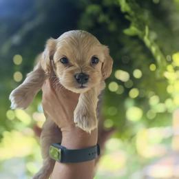 Rosemary - Cream female Poodle puppy in Wilkinsville, South Carolina from Feather Branch Farm and Kennel