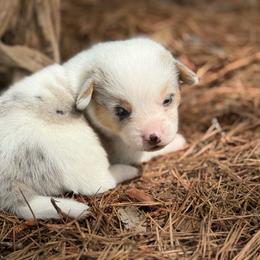 Full Tail 1700 - Blue merle and white female American Corgi puppy in Nashville, Arkansas from Whisenhunt Farms