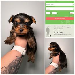 Tito - Black and gold male Yorkshire Terrier puppy in Cleveland, Tennessee from Moody’s Morkies and More