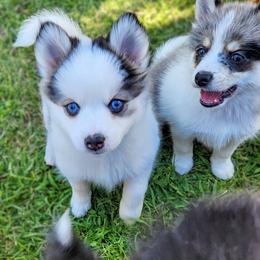 Pomsky Puppies from Nebula Ranch Pomskies