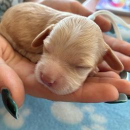Elizabeth - Buff female Cockapoo puppy in Adrian, Oregon from ApplebyFarm