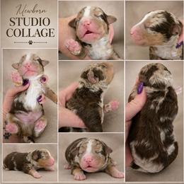Boy 7, Blaze - Chocolate merle male Bernedoodle puppy in Delphos, Ohio from Route 66 Poodles & Doodles, Sapphire Shih-tzu's of Ohio