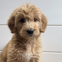 Boy 2 - Goldendoodle puppy in San Antonio, Texas from Totally Texas Doodles