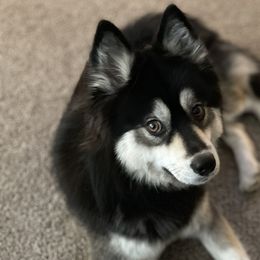 Nox - Pomsky