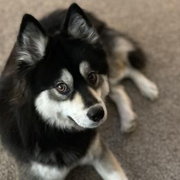 Nox - Pomsky