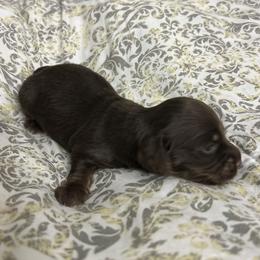Cashew - Chocolate and tan male Dachshund puppy in Citra, Florida from My Loyal Treasures