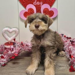 Croix - Liver female Miniature Schnauzer puppy in Huntington, Utah from Schnauzers on Robinson Lane