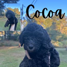 Girl 4 - Black Poodle puppy in Cullman, Alabama from Southern Tide Poodles & Doodles