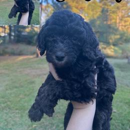 Girl 4 - Black Poodle puppy in Cullman, Alabama from Southern Tide Poodles & Doodles