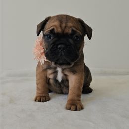 Winnie - Fawn female French Bulldog puppy in Utah from Perfect Fit Frenchies
