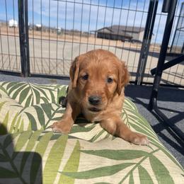 Ace - Dark golden male Golden Retriever puppy in Wellington, Colorado from High Country Golden Retrievers