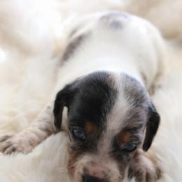 Black - Dapple male Dachshund puppy in Peebles, Ohio from Cave Valley Hounds
