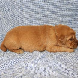 Carlotta - Golden female Golden Retriever puppy in New Weston, Ohio from Bertke AKC Golden Retrievers and Bernese Mountain Dogs