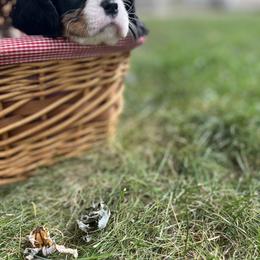 Cavalier King Charles Spaniel Puppies from SHANNON'S CAVALIERS