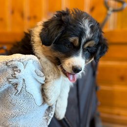 Eye brows - Black tri male Miniature Australian Shepherd puppy in Shingletown, California from Whiskeytown Aussies
