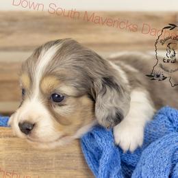 Dapple pie - Piebald male Dachshund puppy in Seminary, Mississippi from Down South Mavericks Dachshunds