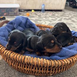 Dachshund Puppies from ozge Nill