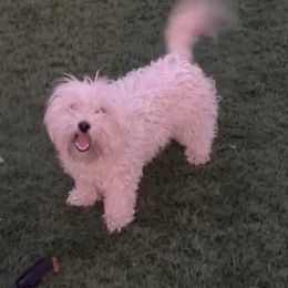 Lulu - Maltipoo