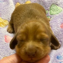 Rosie - Chocolate female Dachshund puppy in Great Bend, Pennsylvania from Dashing Doxies