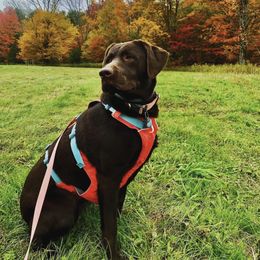 Dilute Retriever and Labrador Retriever Puppies from South Shore Labradors