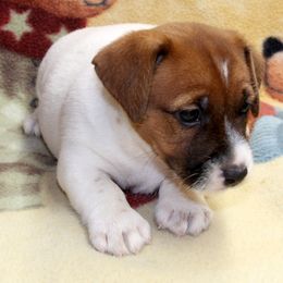 Russell Terrier Puppies from Brightjacks Shortiejacks