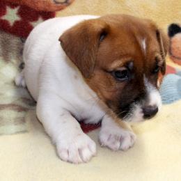 Russell Terrier Puppies from Brightjacks Shortiejacks