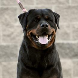 Jonny - Rottweiler