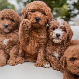 Goldendoodle Puppies from Dream Doodles in Spokane WA