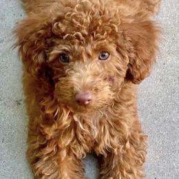 Poodles from Oso’s Red Toy, Mini, & Standard Poodles