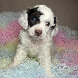 AKC Spanky - Genetically Clear - Parti male Poodle puppy in Tampa, Florida from The Sweet Life of a Toy Poodle