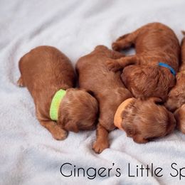 Cavapoo Puppies from Bonneville Doodles
