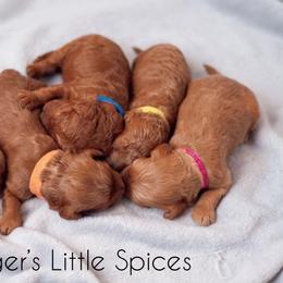 Cavapoo Puppies from Bonneville Doodles