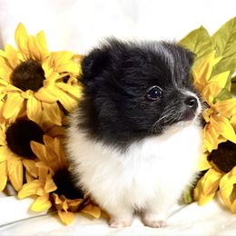 Luke - Black parti male Pomeranian puppy in Rhome, Texas from TyeDye Kennels