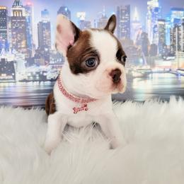Boston Terrier Puppies from Our Gang Bostons