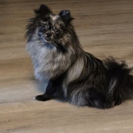 Savanah - Pomeranian