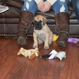 Great Dane Puppies from Tioli Great Danes