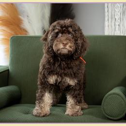 Jack - Brown and tan male Cockapoo puppy in Connersville, Indiana from Deaz Doodle Ranch