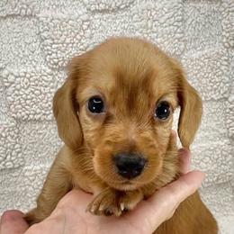 Chai - Red male Dachshund puppy in Homestead, Florida from Redland Dachshund Grove