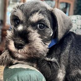 Miniature Schnauzers from Windjammer Miniature Schnauzers