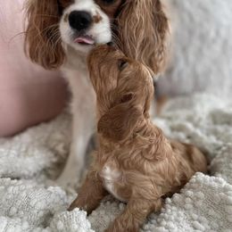 Cavachon, Cavalier King Charles Spaniel, and Cavapoo Puppies from LierChonPoo