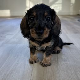 Ginny - Wild  boar and tan female Dachshund puppy in Mc Donough, Georgia from L & J Kennel